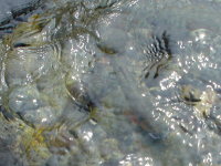 ���}���B